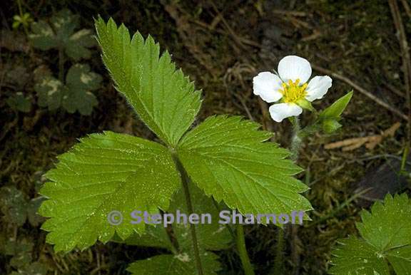 fragaria vesca 3 graphic